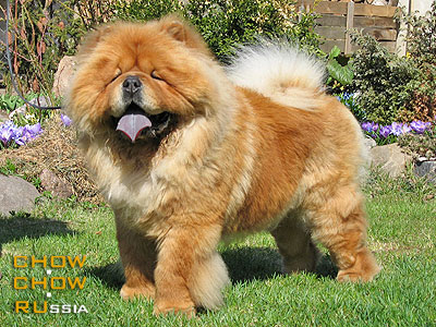 Chow-chow KJA VAN LI DAYONG. ���-��� �� ��� �� ������