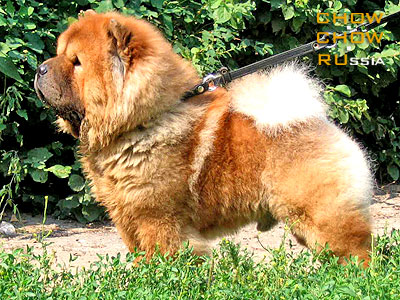 Chow-chow KJA VAN LI DZHOYANG. -    