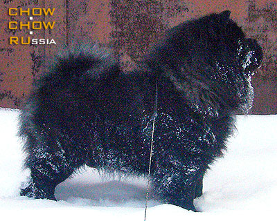 Chow-chow KJA VAN LI ELSHAN. -    