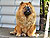 - chow-chow