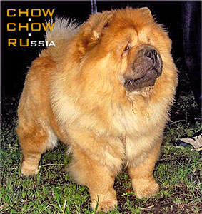 Chow-chow KJA VAN LI KEYSUSHI. -    