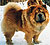 - chow-chow