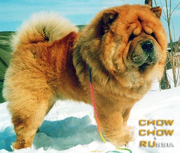 Chow-chow KYONG KAGNEY AT FULLFORGE. -    