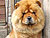 - chow-chow