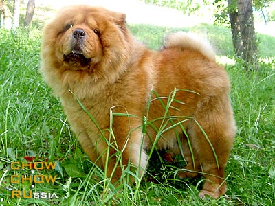 Chow-chow LAIMA. - 