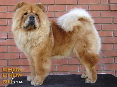 Chow-chow LIONELLA SOLLER SPEK. -   