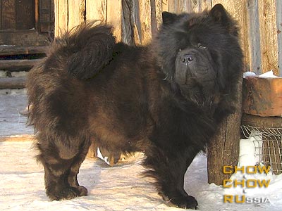 Chow-chow LAPUSHKA OT OLGI AVGUSTINA. -    