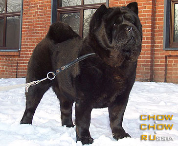 -    . Chow-chow LATIBUR ALEXANDRIJA BLACK VELUR