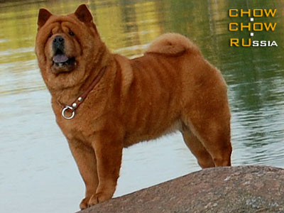 -     . Chow-chow LATIBUR AMBER PLUSH SHOW ACTRIS