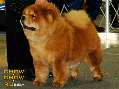 -    . Chow-chow LATIBUR ANGEL EYES NIDIJII 