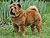 ���-��� chow-chow
