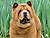 ���-��� chow-chow