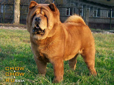 ���-��� ������� �� �� ����� �� �� ����. Chow-chow LATIBUR I AM PROUD TO BE SMOOTH