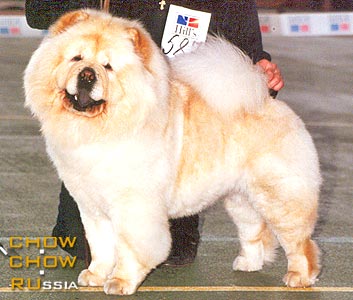 ���-��� ��� ���. Chow-chow LEO SAN