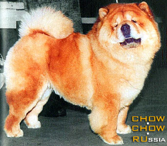 Chow-chow LEVR GABBY. -  