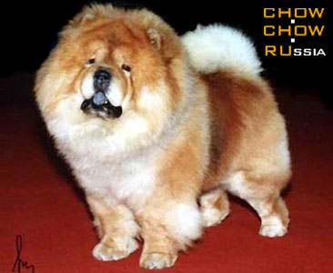 Chow-chow LEVR GENERAL. -  