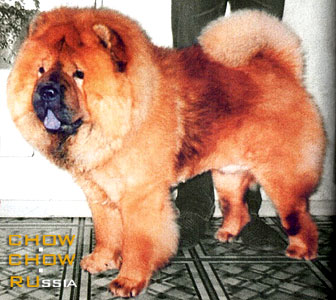 Chow-chow LEVR GEORGIY. -  