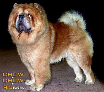 Chow-chow LEVR I'M KING ABSOLUTE. -    