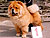 - chow-chow