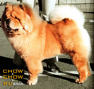 Chow-chow LEVR VARON MARK TERENTSIY. -    