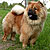 - chow-chow