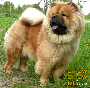 Chow-chow LEVR VEN CHJU HAI. -    