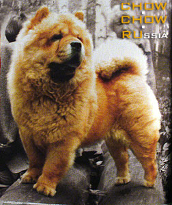 Chow-chow LEVR ZHAS-MIN'. -  -