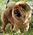 - chow-chow