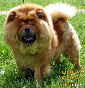 Chow-chow LJUSI. - 