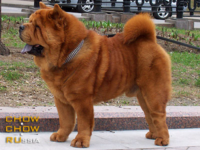 Chow-chow LO-RE PEPPERLAND TROUBADOUR. - -  