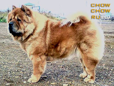 Chow-chow LAV STORI GUTIERA. -   .