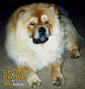 Chow-chow LAV STORI LA TOIYA. -    