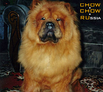 Chow-chow LAV STORI LAK ME. -    