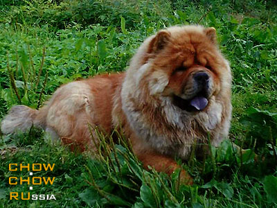 Chow-chow LAV STORI LANSELOT. -   