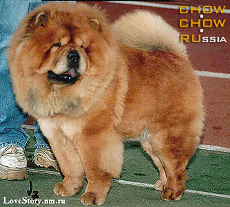 Chow-chow LAV STORI LITTLE IDEN. -    