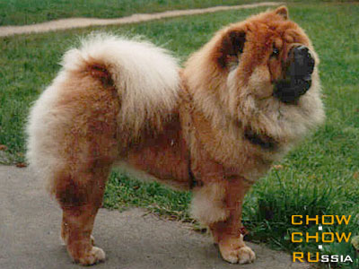 Chow-chow LAV STORI LJU SIN. -    