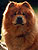 - chow-chow