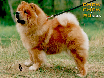 Chow-chow LAV STORI VELLORI. -   