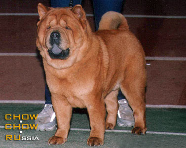 Chow-chow LAV STORI VELUR BATMAN. -    