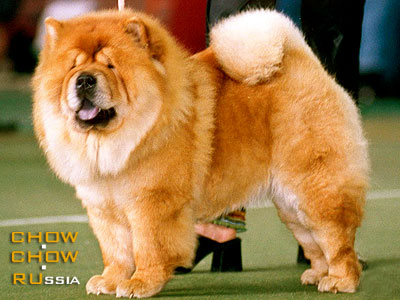 Chow-chow LAV STORI VENDETTA. -   