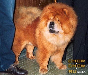 Chow-chow LAV STORI VIDJAI. ���-��� ��� ����� ������