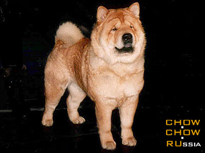 Chow-chow MAGRI. - 