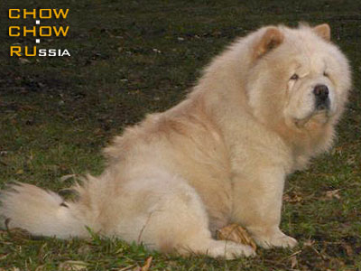 Chow-chow MARINGRAD DOROGAYA SHTUCHKA. -   