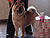 - chow-chow