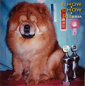 Chow-chow MASSIR MAKDENA. -  