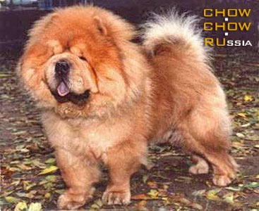 Chow-chow MEDLEY'S BIG MAC ATTACK. - C   