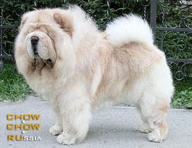 Chow-chow MEI-LINGS TO RUSSIA WITH LOVE. - -    