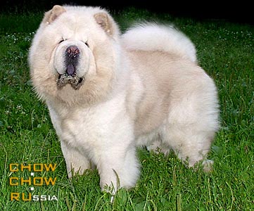 Chow-chow MI-PAO'S CREAM APPLAUSE. - -  