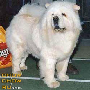 Chow-chow MI-PAO'S CREAM FROSTING. - -  