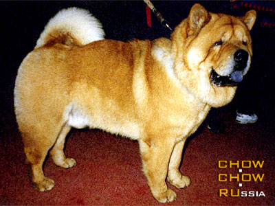 Chow-chow MISHA. - 